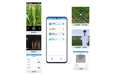 石景山区小麦亩穗数分析仪IN-XM02